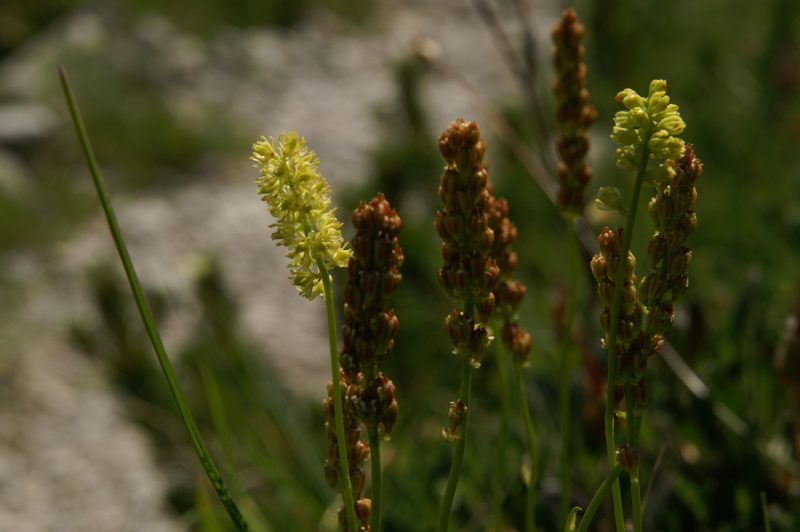 Navadna žiljka (Tofieldia calyculata), Zelenica - Stol, 2009-08-02 (Foto: Benjamin Zwittnig)