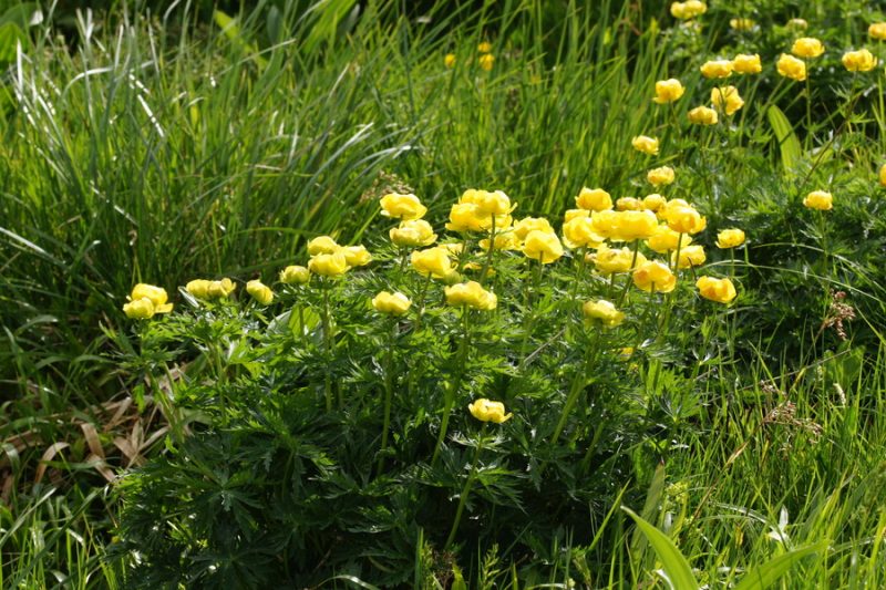 Pogačica (Trollius europaeus), Grintovec, 2015-06-13 (Foto: Benjamin Zwittnig)