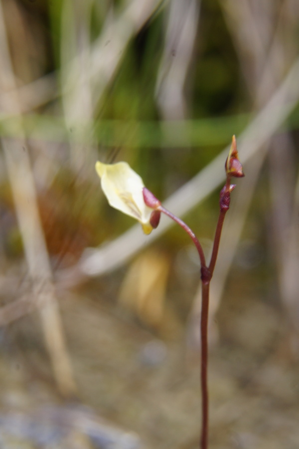 Mala mešinka (Utricularia minor), 2013-07-31 (Foto: Benjamin Zwittnig)