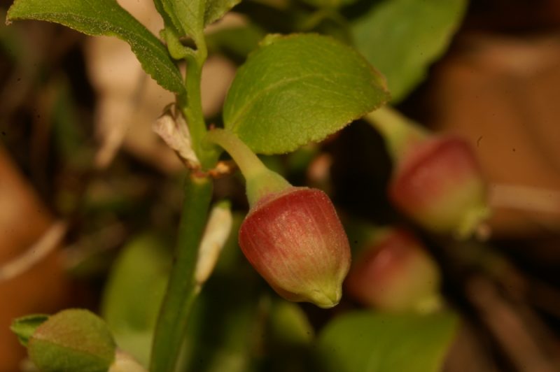 Borovnica (Vaccinium myrtillus), Butajnova, 2007-04-14 (Foto: Benjamin Zwittnig)