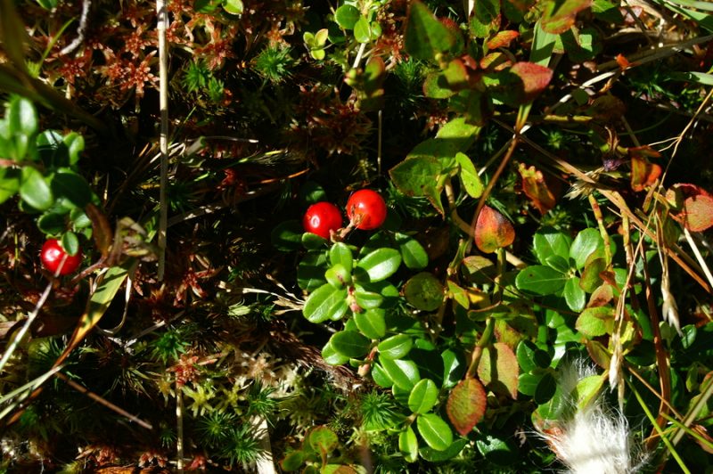 Brusnica (Vaccinium vitis-idaea), Rogla, 2006-09-10 (Foto: Benjamin Zwittnig)