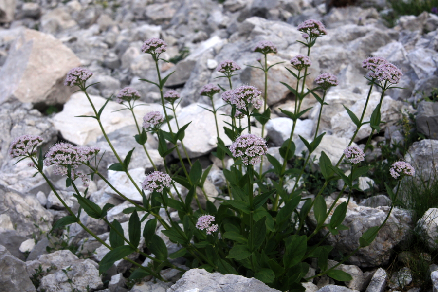 Gorska špajka (Valeriana montana), Krnica (Kanin), 2013-07-25 (Foto: Benjamin Zwittnig)