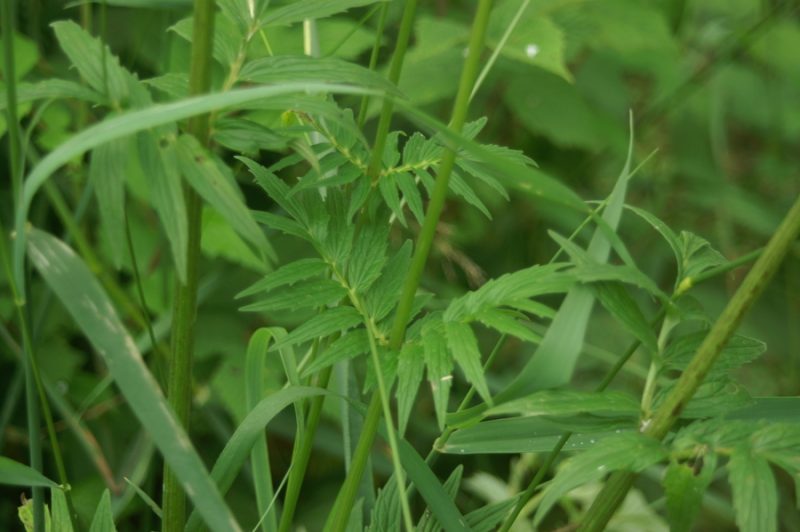 Travniška špajka (Valeriana pratensis), Ljubljana, 2008-06-12 (Foto: Benjamin Zwittnig)