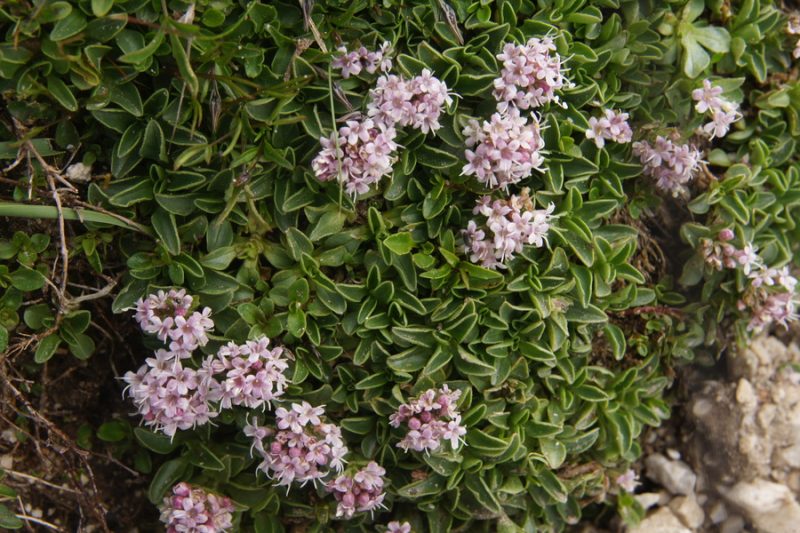 Nizka špajka (Valeriana supina), Špik, 2013-07-13 (Foto: Benjamin Zwittnig)