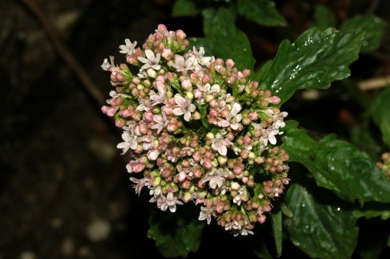 Tripernata špajka (Valeriana tripteris), Polhograjska grmada, 2008-04-13 (Foto: Benjamin Zwittnig)