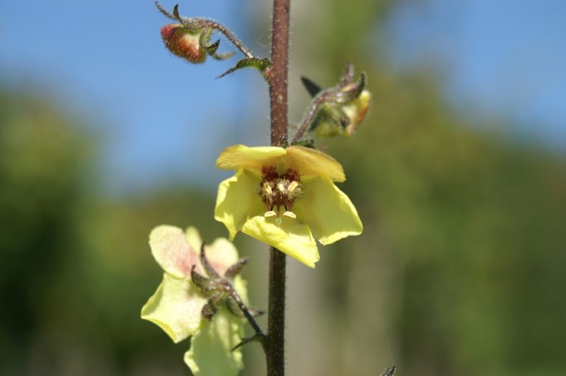 Grozdasti lučnik (Verbascum blattaria), Vučja gomila, 2007-09-30 (Foto: Benjamin Zwittnig)