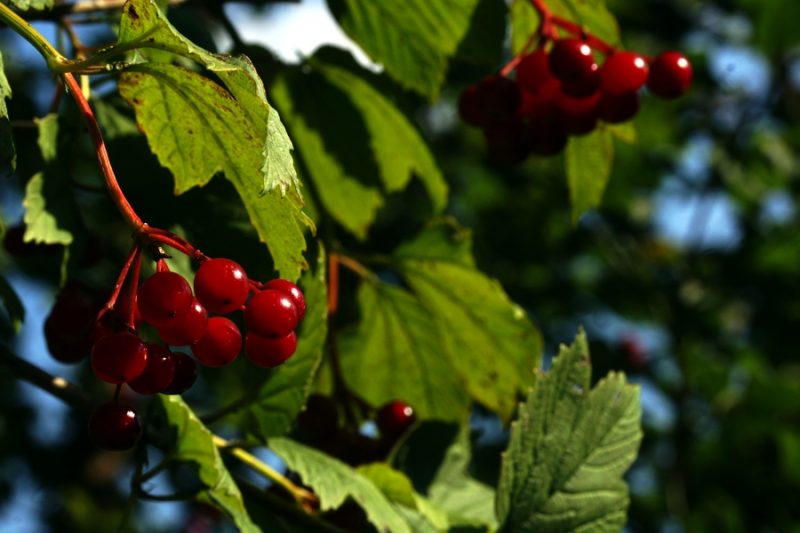 Brogovita (Viburnum opulus), korita Mostnice, 2015-08-30 (Foto: Benjamin Zwittnig)