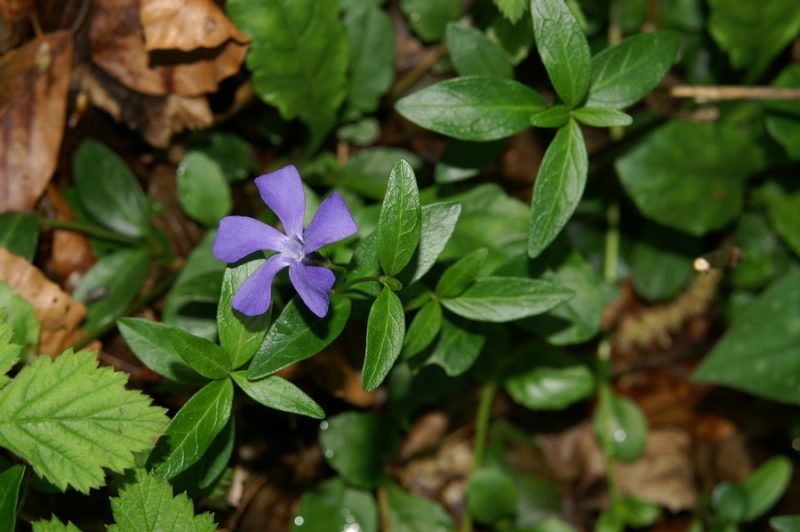 Navadni zimzelen (Vinca minor), Želimlje, 2009-05-01 (Foto: Benjamin Zwittnig)