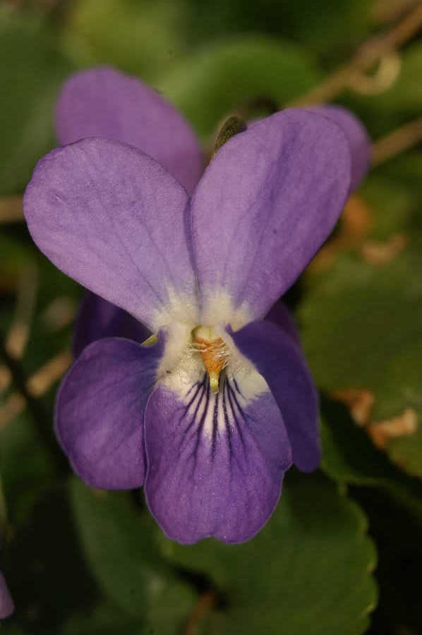 Jadranska vijolica (Viola adriatica), Vipava (Gradiška tura), 2007-03-11 (Foto: Benjamin Zwittnig)