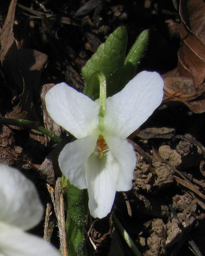 Bela vijolica (Viola alba ssp. alba), Češnjice (nad Blagovico), 2008-03-02 (Foto: Boris Gaberšček)