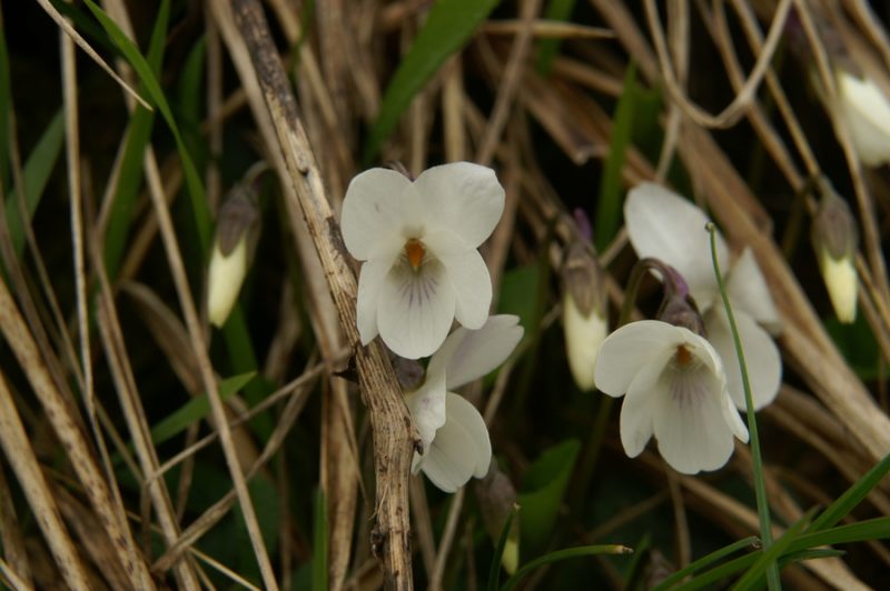 Bela vijolica (Viola alba ssp. scotophylla), Katarina nad Lj., 2010-04-05 (Foto: Benjamin Zwittnig)