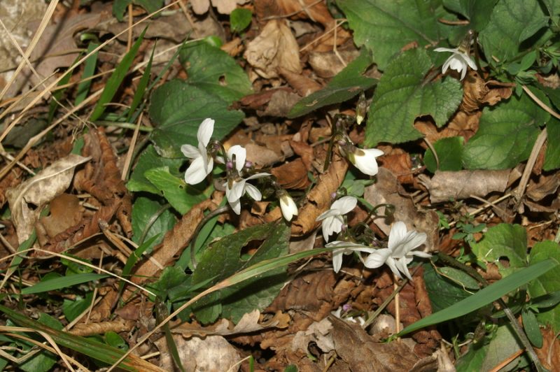 Bela vijolica (Viola alba ssp. scotophylla), Gradiška tura, 2007-03-11 (Foto: Benjamin Zwittnig)