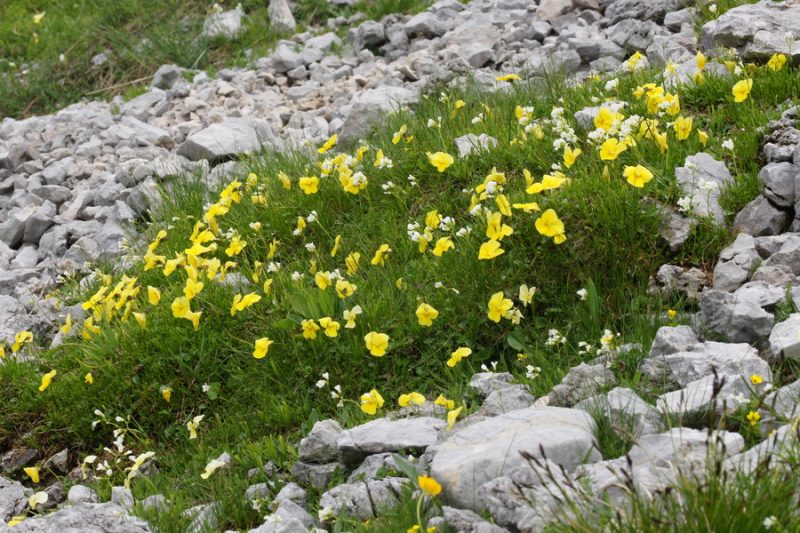 Zoisova vijolica (Viola zoysii), 2015-06-17 (Foto: Benjamin Zwittnig)