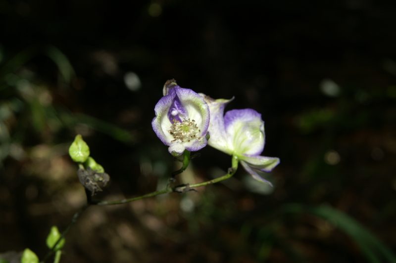 Pisana preobjeda (Aconitum variegatum), Kriška gora, 2009-09-06 (Foto: Benjamin Zwittnig)