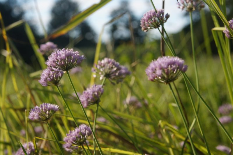 Robati luk (Allium angulosum), 2013-07-31 (Foto: Benjamin Zwittnig)