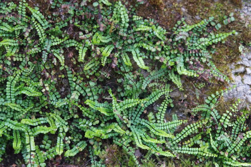 Rjavi sršaj (Asplenium trichomanes), Jakšiči, 2020-05-17 (Foto: Benjamin Zwittnig)