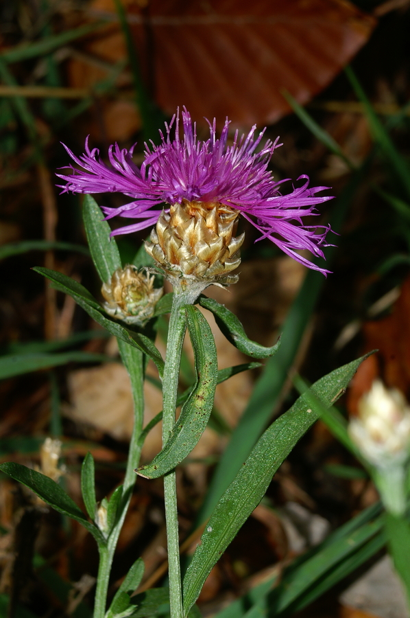 Haynaldov glavinec (Centaurea haynaldii ssp. julica), Tosc, 2006-10-11 (Foto: Benjamin Zwittnig)