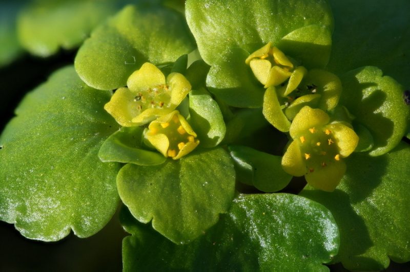 Spiralastolistni vraničnik (Chrysosplenium alternifolium), Trzin, 2020-03-23 (Foto: Jure Slatner)