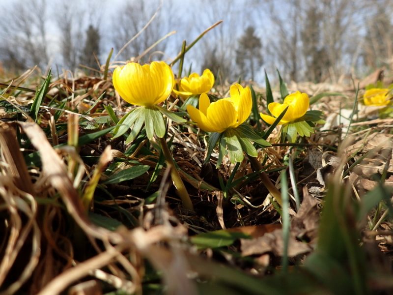 Navadna jarica (Eranthis hyemalis), 2020-03-23 (Foto: Jure Slatner)