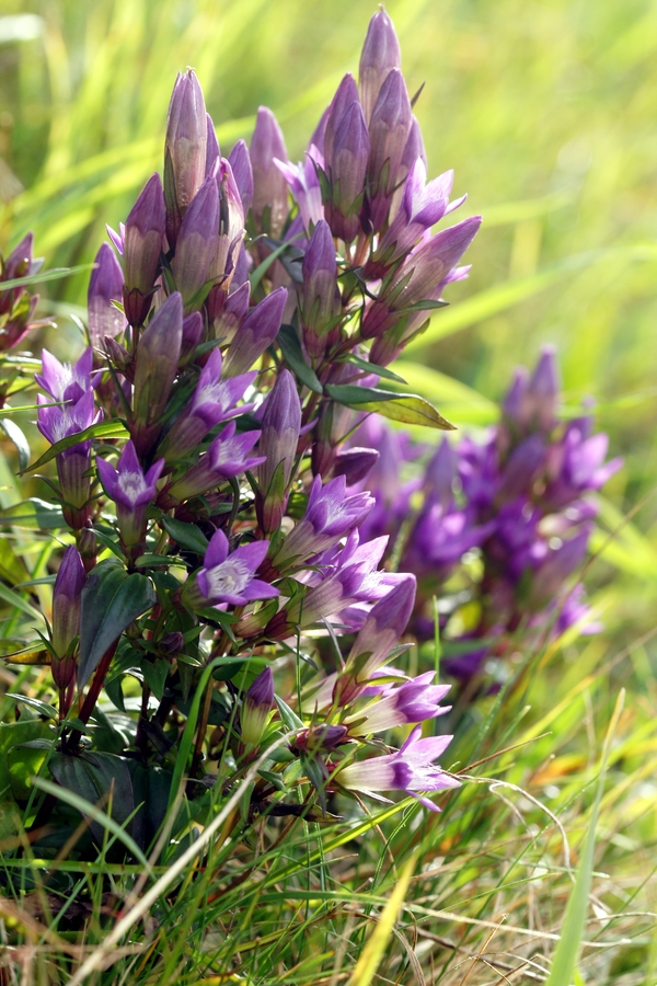 Jesenski sviščevec (Gentianella lutescens ssp, carpathica), Črni vrh (Polhograjski dolomiti), 2015-10-18 (Foto: Benjamin Zwittnig)