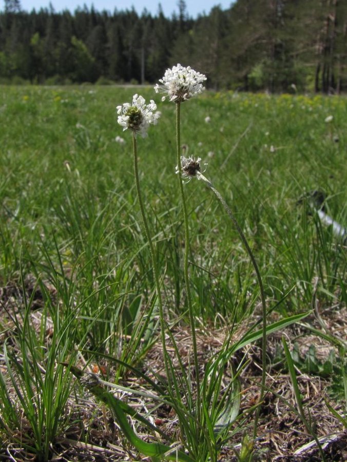 Srebrni trpotec (Plantago argentea ssp. liburnica), Devin nad Vipavo, 2012-05-09 (Foto: Boris Gaberšček)