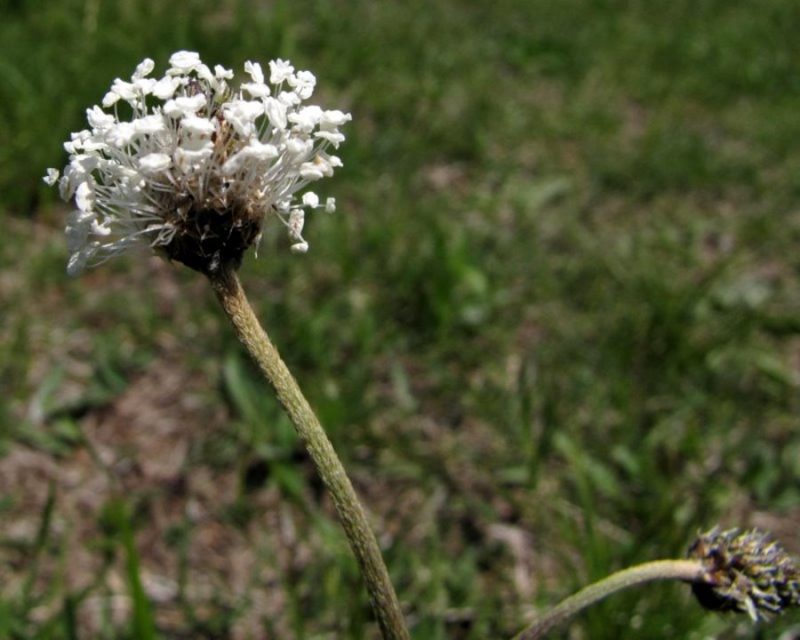 Srebrni trpotec (Plantago argentea ssp. liburnica), Devin nad Vipavo, 2012-05-09 (Foto: Boris Gaberšček)