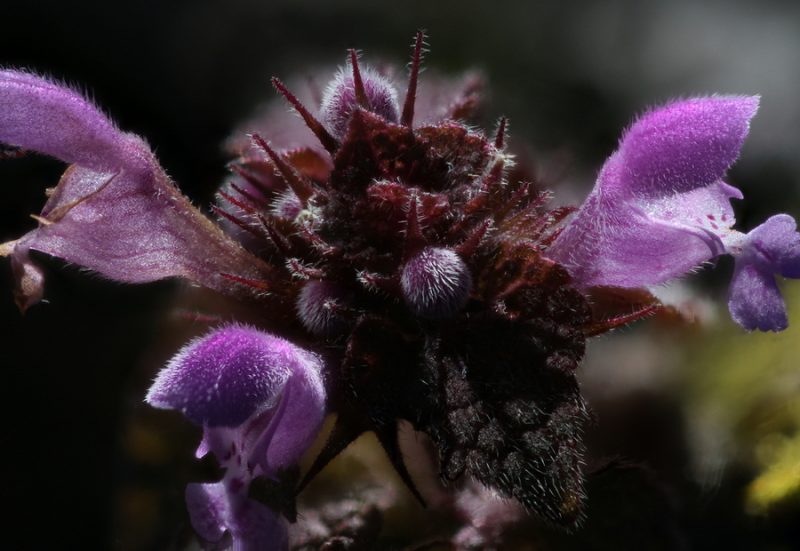 Navadna črnoglavka (Prunella vulgaris), Trzin, 2020-03-23 (Foto: Jure Slatner)