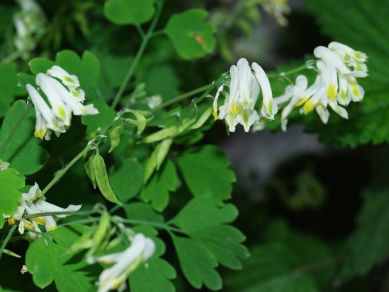 Bledorumeni koreničnik (Pseudofumaria alba), Jakšiči, 2020-06-07 (Foto: Benjamin Zwittnig)