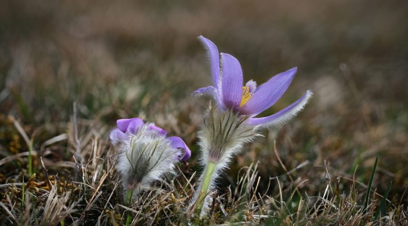 Velikonočnica (Pulsatilla grandis), 2020-03-23 (Foto: Jure Slatner)