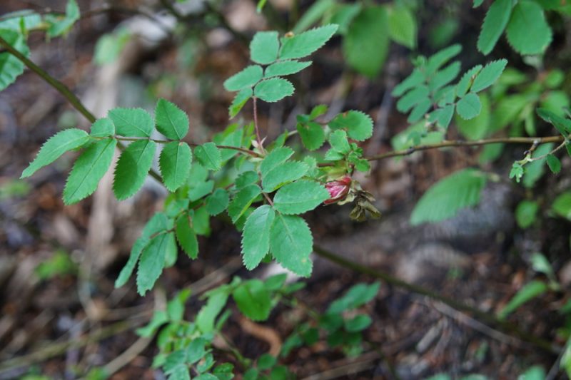 Kimastoplodni šipek, Alpski šipek (Rosa pendulina), vrh Kuželjske stene, 2020-05-24 (Foto: Benjamin Zwittnig)