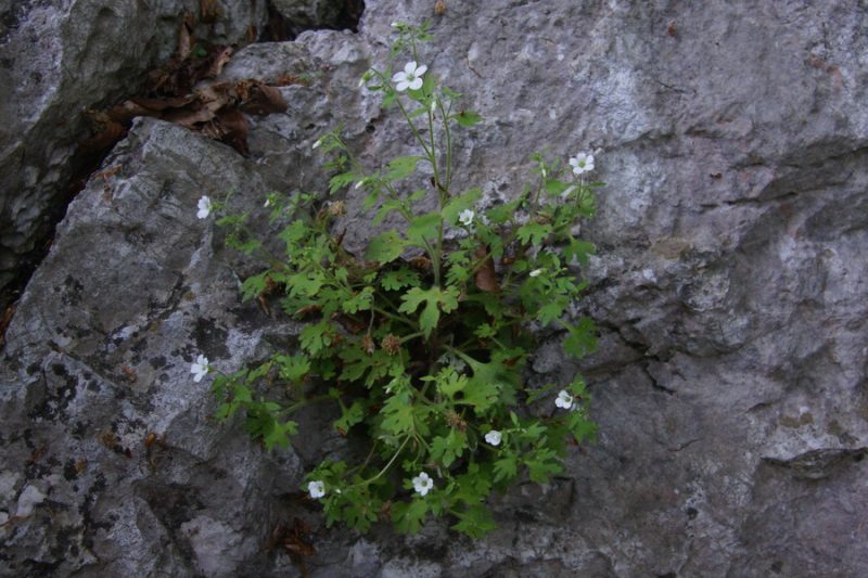 Skalni kamnokreč (Saxifraga petraea), Čolnišče, 2011-05-07 (Foto: Benjamin Zwittnig)