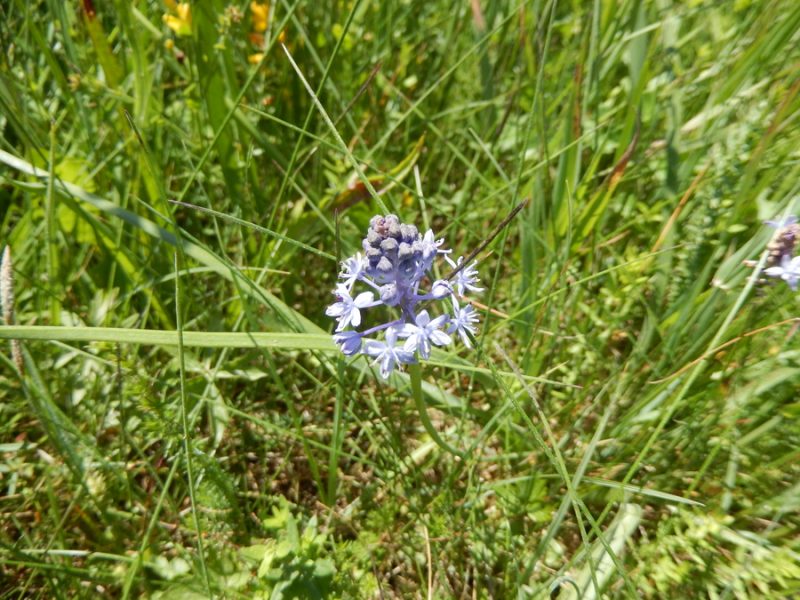 Travniška morska čebulica (Scila litardierei), 2020-06-02 (Foto: Nusa Slatner)